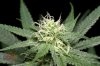 Mickey Kush #2 @ day 24 (8 of 8).jpg
