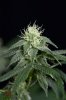 Mickey Kush @ day 24 (2 of 4).jpg