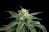 Mickey Kush @ day 24 (3 of 4).jpg