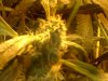 Bud 1.jpg
