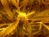 bud 2.jpg