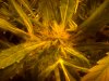 bud 3.jpg