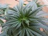 2705 new leaves yellow tips.jpg