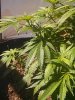 IMG_20130526_185335.jpg