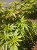 IMG_20130526_161745_374.jpg