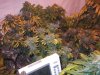 DSCF2555.jpg DSCF2555.jpg