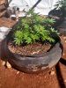 IMG_20130528_102258_789.jpg