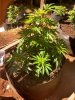 IMG_20130528_102626_147.jpg