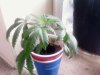 PIC-0529.jpg