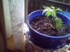 Snapshot_20081018.jpg