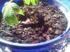 Snapshot_20081018_1.jpg