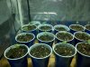 2013-05-29_13-19-53_601.jpg 2013-05-29_13-19-53_601.jpg