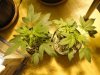 DSC00475.jpg