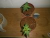veg an pro 002.jpg