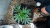 plant6.jpg