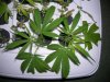 DSCN5548.jpg