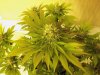 mk_day53purp.jpg