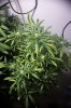 super_lemon_haze.jpg