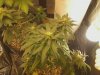 d71_BubbaKush.jpg