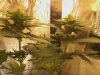 d71_LSD_topColas.jpg