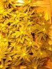 burmese kush.JPG