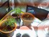 Snapshot_20130601_11.JPG