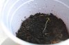 Seedling3.jpg Seedling3.jpg