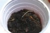 Seedling1.jpg Seedling1.jpg