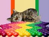 Skittles.cat.goodtimes.jpg