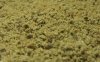 HASH UPCLOSE HIGH QUALITY.jpg HASH UPCLOSE HIGH QUALITY.jpg