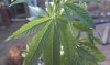 IMAG0113.jpg