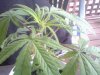 Snapshot_20130606_1.JPG