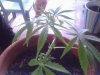 Snapshot_20130606_2.JPG