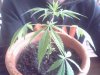 Snapshot_20130606_3.JPG