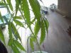 Snapshot_20130606_6.JPG