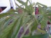 Snapshot_20130606_7.JPG