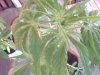 Snapshot_20130606_11.JPG