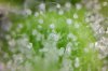 Trich-Photo-6-6-2_zpse821047d.jpg