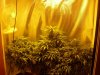 Nirvana Northern Lights Day 11 Flower Jun 2013 1 (5).jpg Nirvana Northern Lights Day 11 Flower Jun 2013 1 (5).jpg