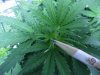 plant 059.jpg