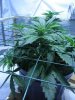 plant 065.jpg plant 065.jpg
