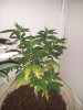 20130607_130335.jpg