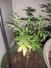 20130607_130345.jpg