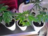 Mixed Clones. Blue OG, Chocolate Heaven,Blueberry,Peyote Purple. etc. 06-07.jpg