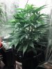 IMG_20130529_064652_664.jpg