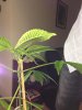 IMG_0662.jpg