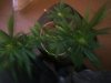 DSCF6317.jpg