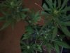 DSCF6319.jpg