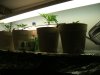 DSCF6306.jpg DSCF6306.jpg