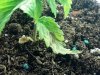 IMG_20130608_154921.jpg